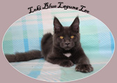Loki Blue Laguna Leo