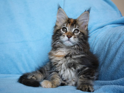 maine coon kittens