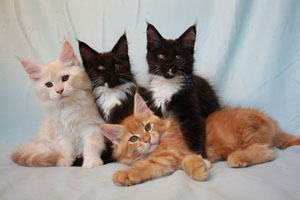 maine coons kittens
